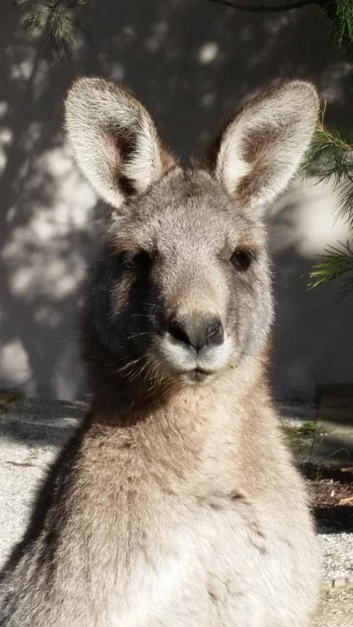 Yha Grampians Eco, Halls Gapホステル エクステリア 写真